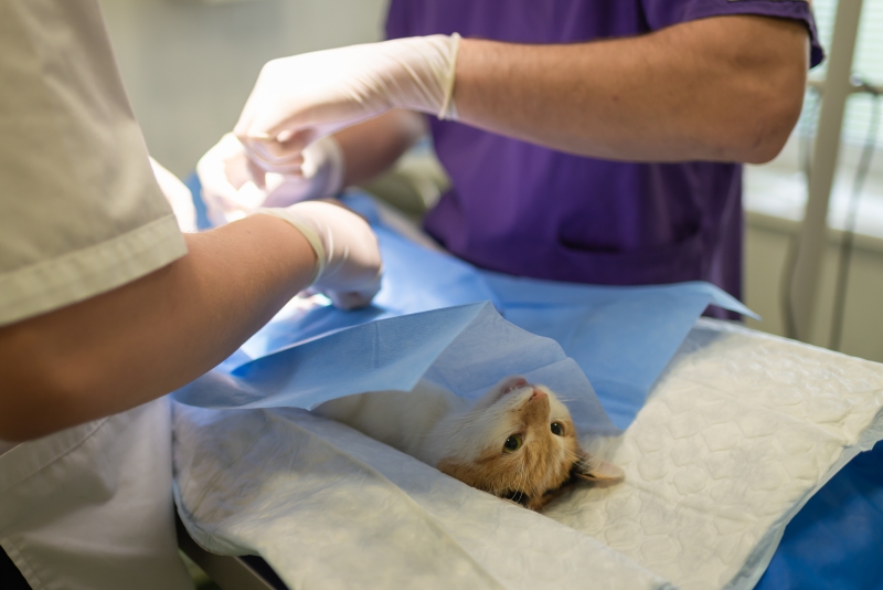 veterinaire-MOISSAC BELLEVUE-min_health-4385852