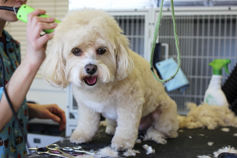 veterinaire-MOISSAC BELLEVUE-min_white_dog_grooming_pet_pet_grooming_salon_groomer_fur-678977